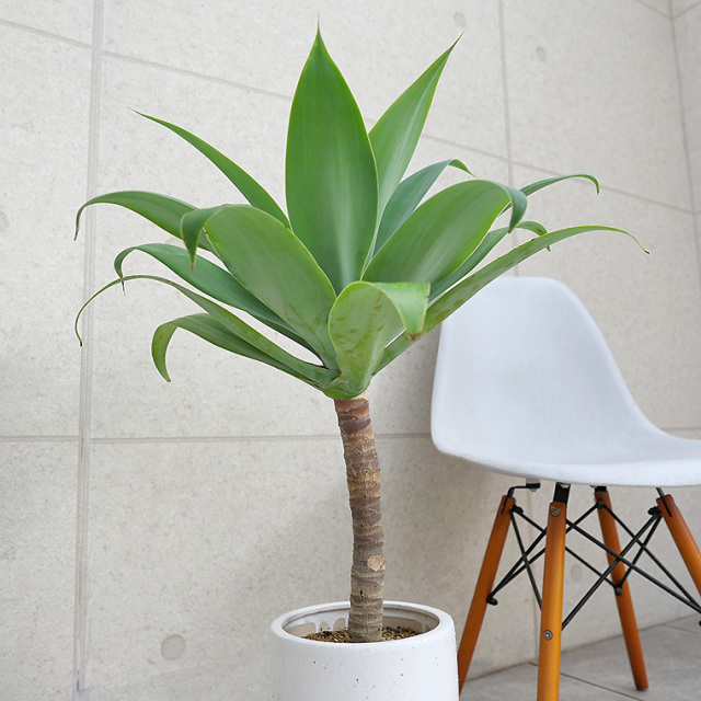 アガベ・アテナータ-010 陶器鉢植え・Mサイズ（フロウ/トール） 観葉