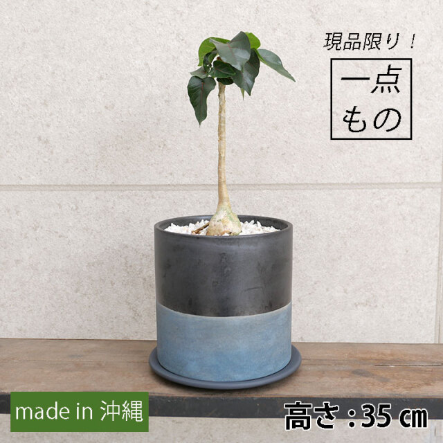 フィカス・ペティオラリス（実生系）-003　陶器鉢植え