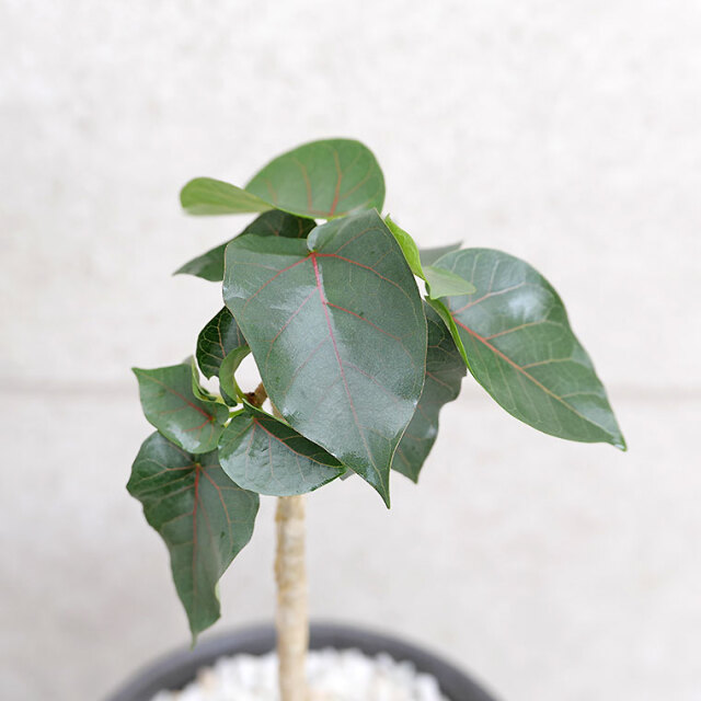 フィカス・ペティオラリス（実生系）-003　陶器鉢植え
