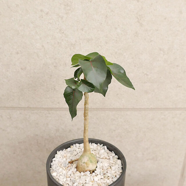 フィカス・ペティオラリス（実生系）-003　陶器鉢植え