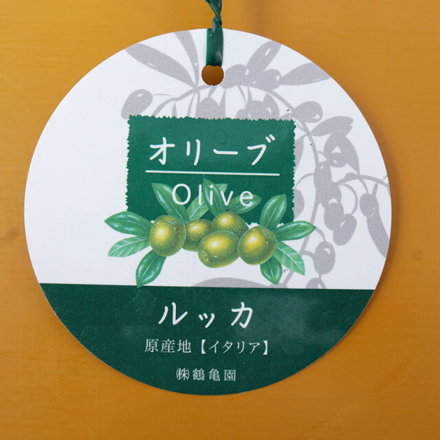 オリーブ・ルッカ-007　8号鉢