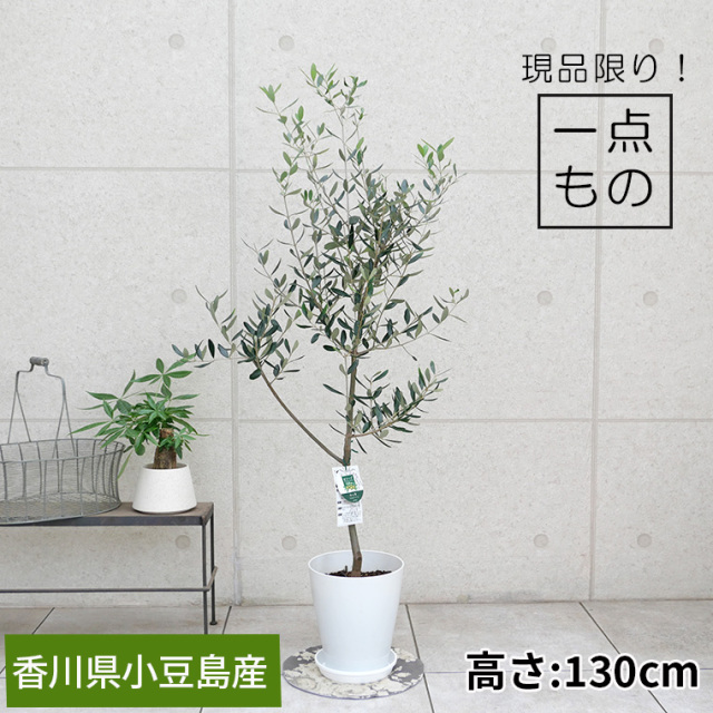 オリーブ・ルッカ-010 8号鉢 観葉植物と植木鉢の専門店cocolate