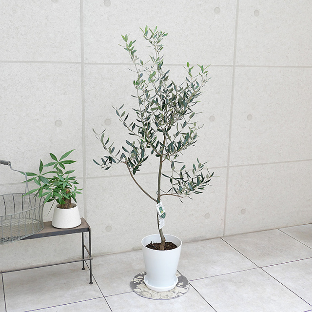 オリーブ・ルッカ-010 8号鉢 観葉植物と植木鉢の専門店cocolate