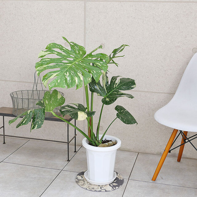 【希少種・マニア向け】モンステラ・デリシオーサ　斑入り(ふいり)-006　8号鉢