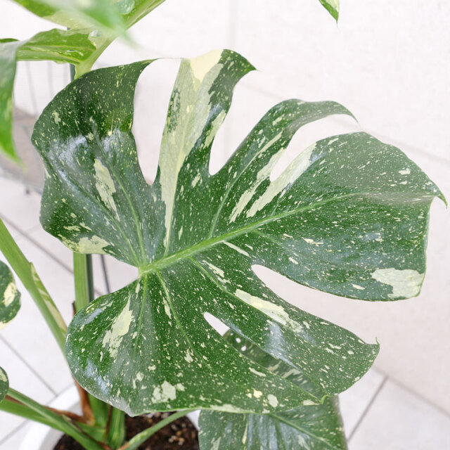 【希少種・マニア向け】モンステラ・デリシオーサ　斑入り(ふいり)-006　8号鉢