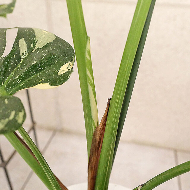 【希少種・マニア向け】モンステラ・デリシオーサ　斑入り(ふいり)-006　8号鉢