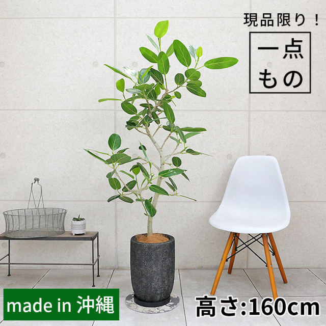 フィカス ベンガレンシス 観葉植物と植木鉢の専門店cocolate
