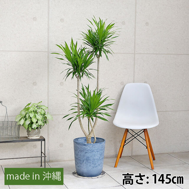 8号 観葉植物と植木鉢の専門店cocolate（ココレート）