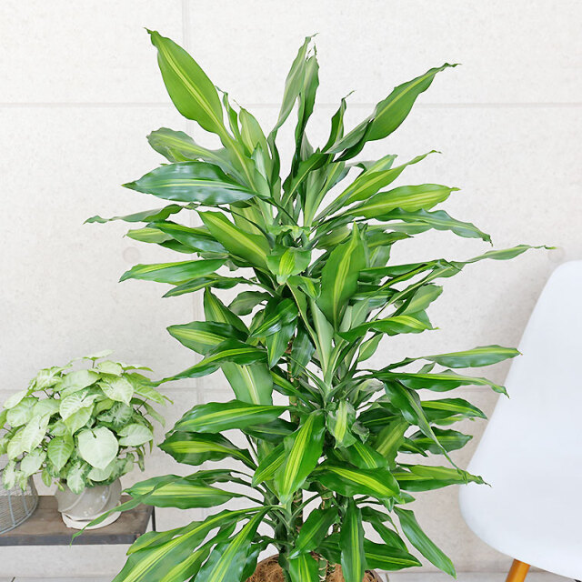 ドラセナ・ジュレ　葉の写真