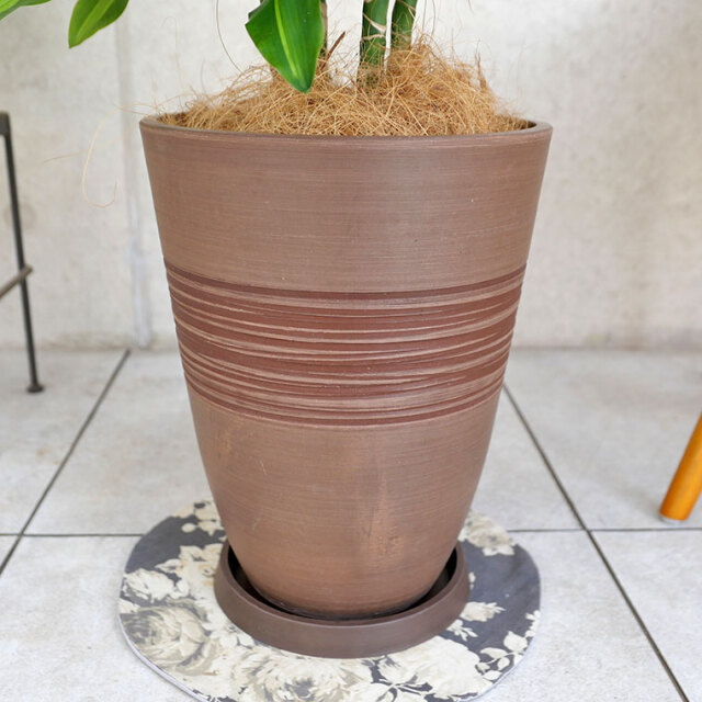 ドラセナ・ジュレ 樹脂製鉢植え（11VH25） 観葉植物と植木鉢の専門店