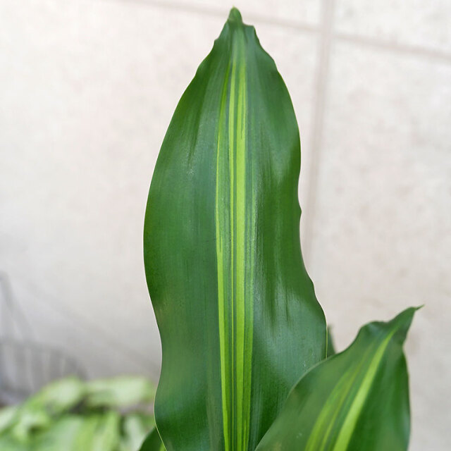 ドラセナ・ジュレ　葉の写真