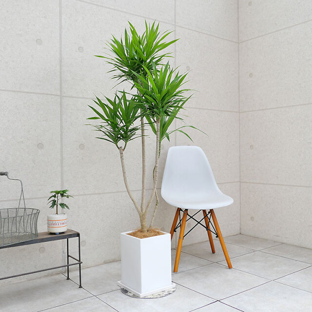 ドラセナ・ナビー 陶器鉢植え・Lサイズ（マットシリーズ/プリズム