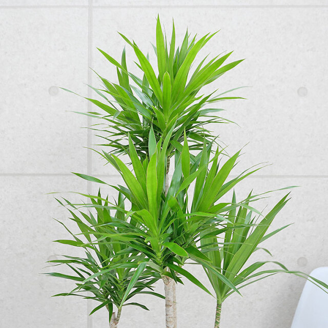 ドラセナ・ナビー 陶器鉢植え・Lサイズ（マットシリーズ/プリズム