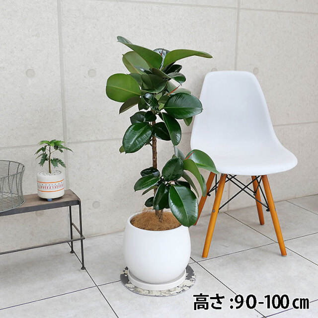 フィカス・ソフィア 陶器鉢植え・Lサイズ（マットシリーズ/ムーン 