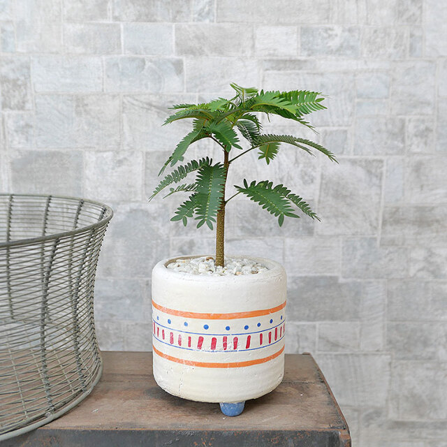 ネムノキ・エバーフレッシュ 陶器鉢植え・脚付き 観葉植物と植木鉢の