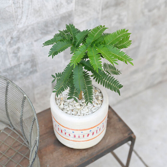 ネムノキ・エバーフレッシュ 陶器鉢植え・脚付き 観葉植物と植木鉢の