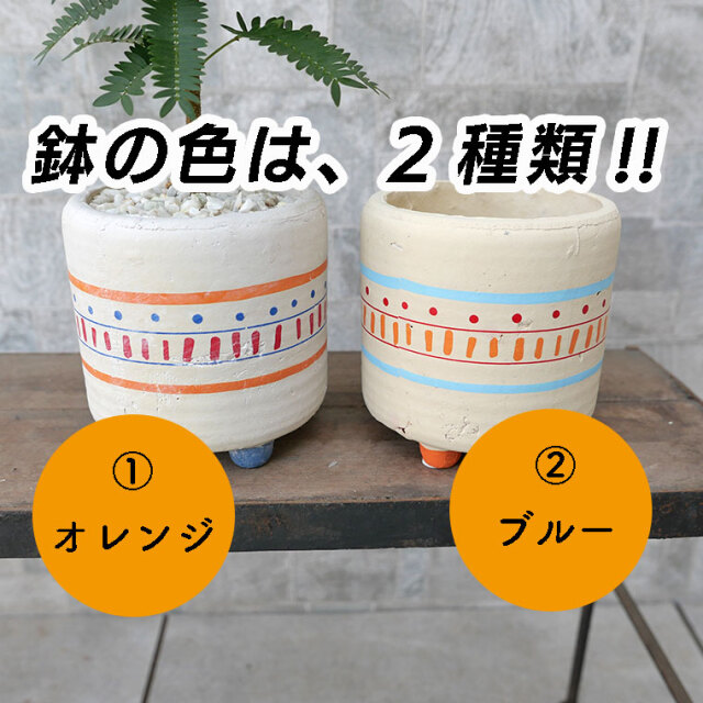 ネムノキ・エバーフレッシュ 陶器鉢植え・脚付き 観葉植物と植木鉢の