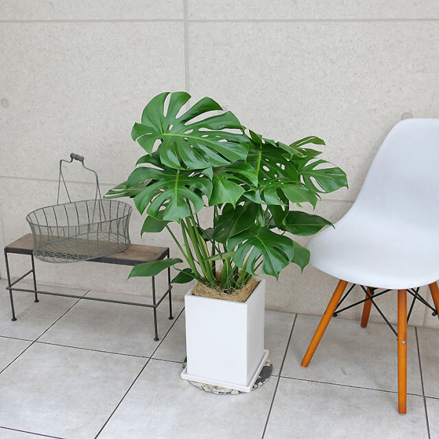 モンステラ　陶器鉢植え・Ｌサイズ（マットシリーズ/プリズム）