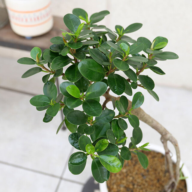 パンダガジュマル・気根-020 陶器鉢植え 観葉植物と植木鉢の専門店cocolate