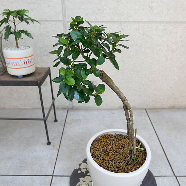 パンダガジュマル・気根-020 陶器鉢植え 観葉植物と植木鉢の専門店cocolate