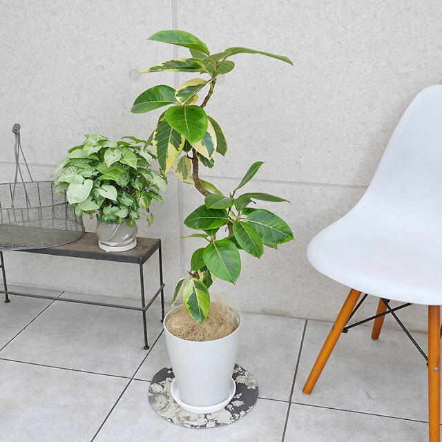 フィカス・アルテシーマ 7号鉢 観葉植物と植木鉢の専門店cocolate