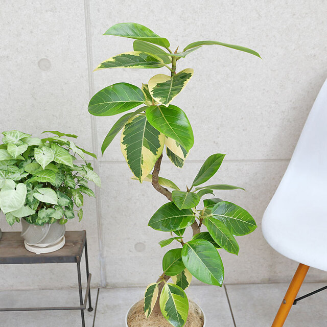 フィカス・アルテシーマ 7号鉢 観葉植物と植木鉢の専門店cocolate