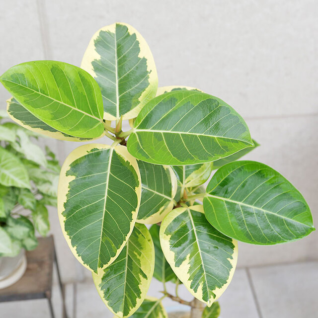 フィカス TcMa フィカス・アルテシーマ 陶器鉢植え・Mサイズ（ラウンド） 観葉