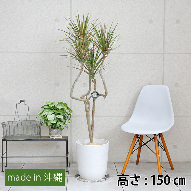 フィカス・アルテシーマ 陶器鉢植え・Lサイズ（マットシリーズ 