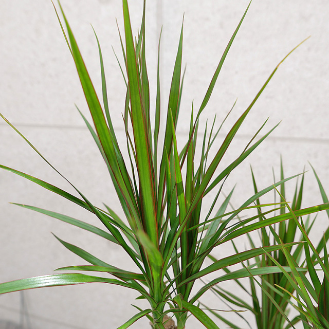 ドラセナ・コンシンネ 「龍」仕立て 8号鉢 観葉植物と植木鉢の専門店
