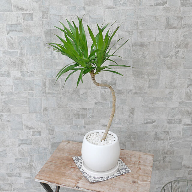 ドラセナ・ナビー　陶器鉢植え・Mサイズ（マットシリーズ/ムーン）