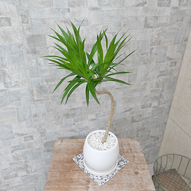 ドラセナ・ナビー　陶器鉢植え・Mサイズ（マットシリーズ/ムーン）