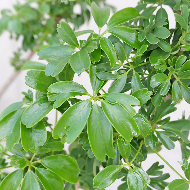 シェフレラ・レナータ（金魚葉ホンコン）-004 樹脂製鉢植え（11VH25