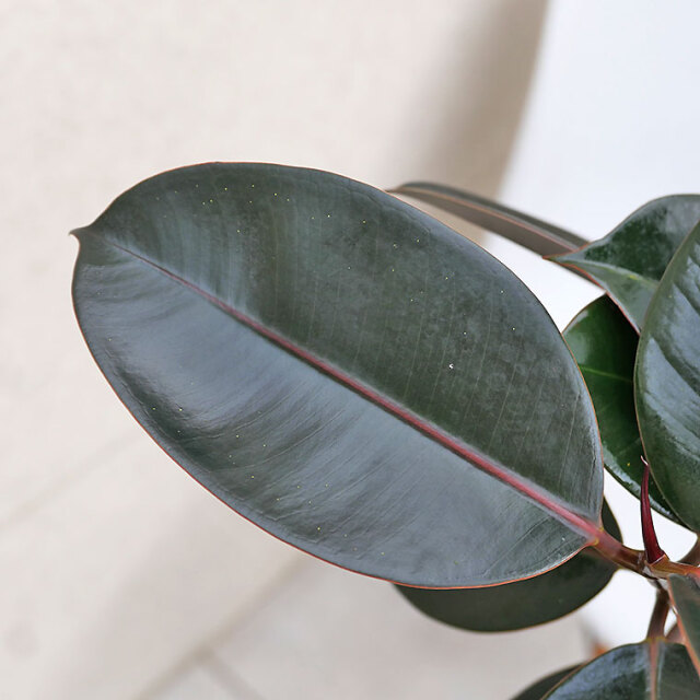 フィカス・バーガンディー（黒ゴム）　葉の写真