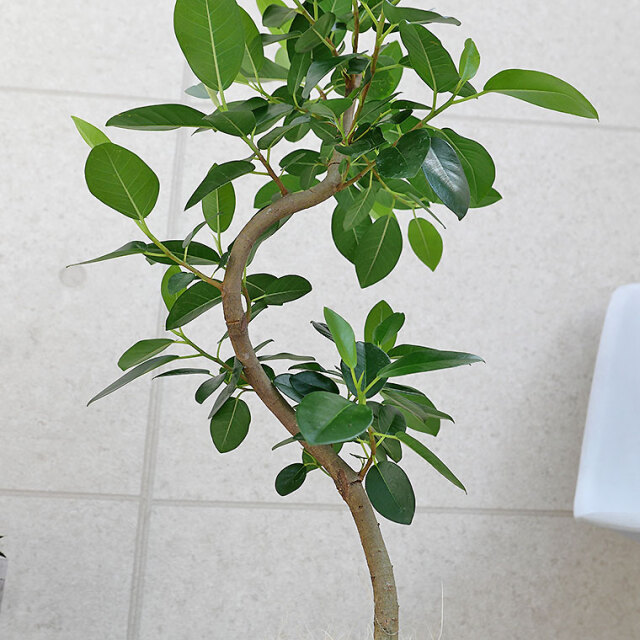 フランスゴム 陶器鉢植え・Mサイズ（ラウンド） 観葉植物と植木鉢の