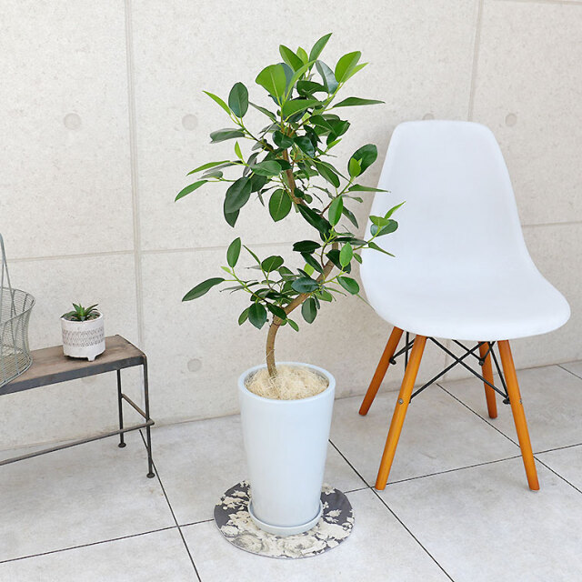 フランスゴム　陶器鉢植え・Mサイズ（ラウンド）