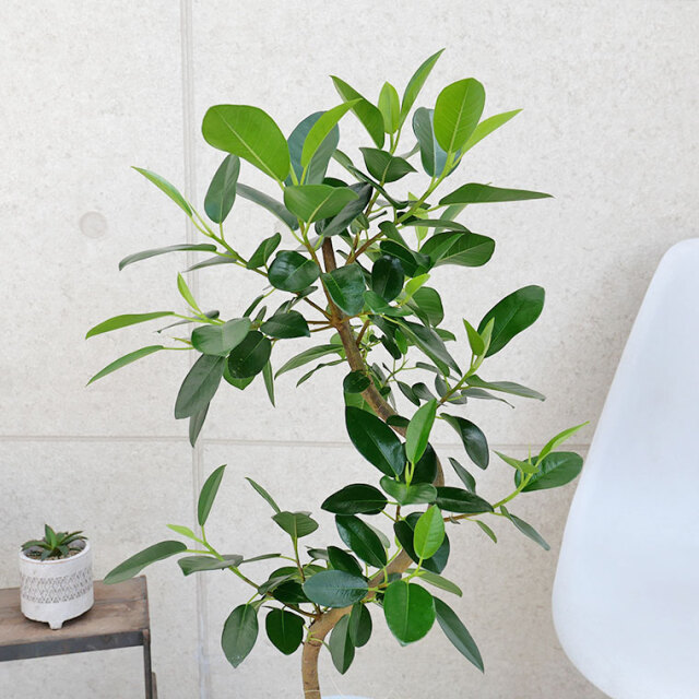 フランスゴム 7号鉢 観葉植物と植木鉢の専門店cocolate（ココレート）