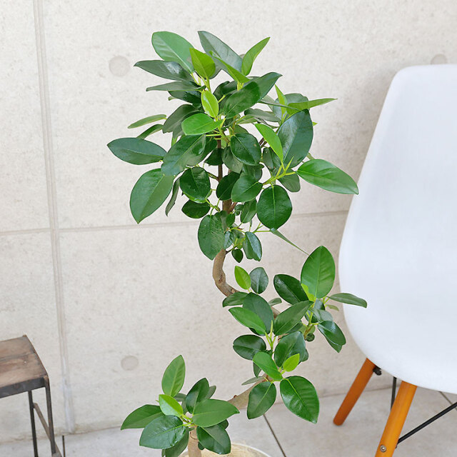 フランスゴム　樹形の写真