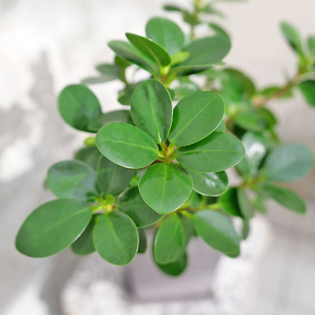 パンダガジュマル（盆栽仕立て）-042 陶器鉢植え 観葉植物と植木鉢の