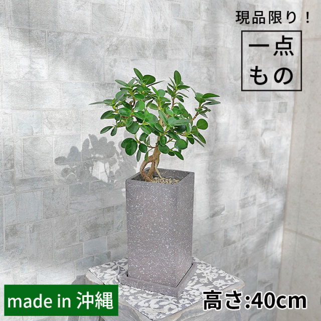 パンダガジュマル（盆栽仕立て）-042　陶器鉢植え 