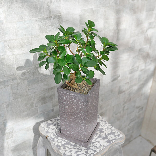 パンダガジュマル（盆栽仕立て）-042　陶器鉢植え 