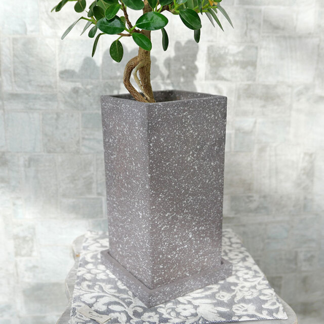 パンダガジュマル（盆栽仕立て）-042　陶器鉢植え 