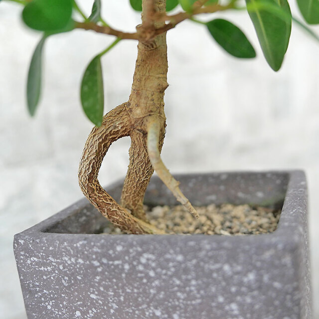 パンダガジュマル（盆栽仕立て）-042 陶器鉢植え 観葉植物と植木鉢の