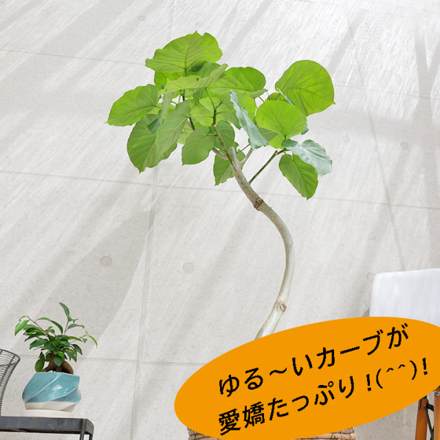フィカス・ウンベラータ　幹のゆる～い曲がり
