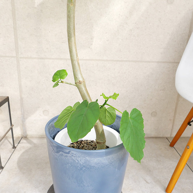 フィカス・ウンベラータ　足元の葉