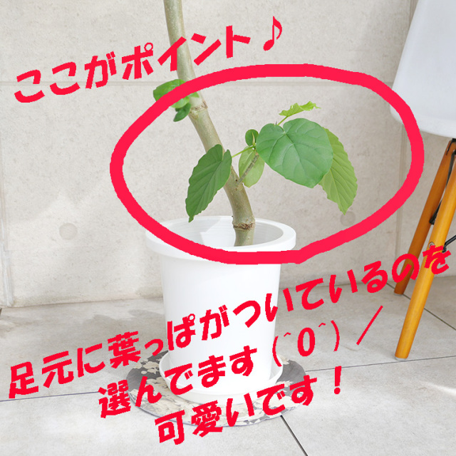 フィカス・ウンベラータ　足元に葉が欲しい