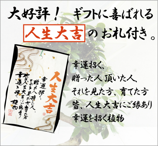 ガジュマル(多幸の樹)　人生大吉のお札