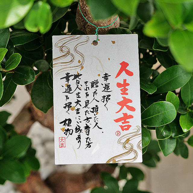 ガジュマル(多幸の樹)　人生大吉札
