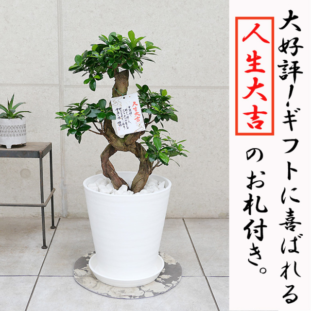 8号 観葉植物と植木鉢の専門店cocolate