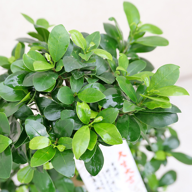 ガジュマル(多幸の樹) 8号セラート鉢 観葉植物と植木鉢の専門店