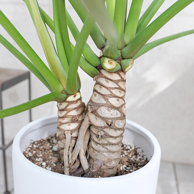 クッカバラ（フィロデンドロン・ジャイアントザナドゥー）-001　陶器鉢植え・Ｌサイズ（マットシリーズ/ロングシリンダー）